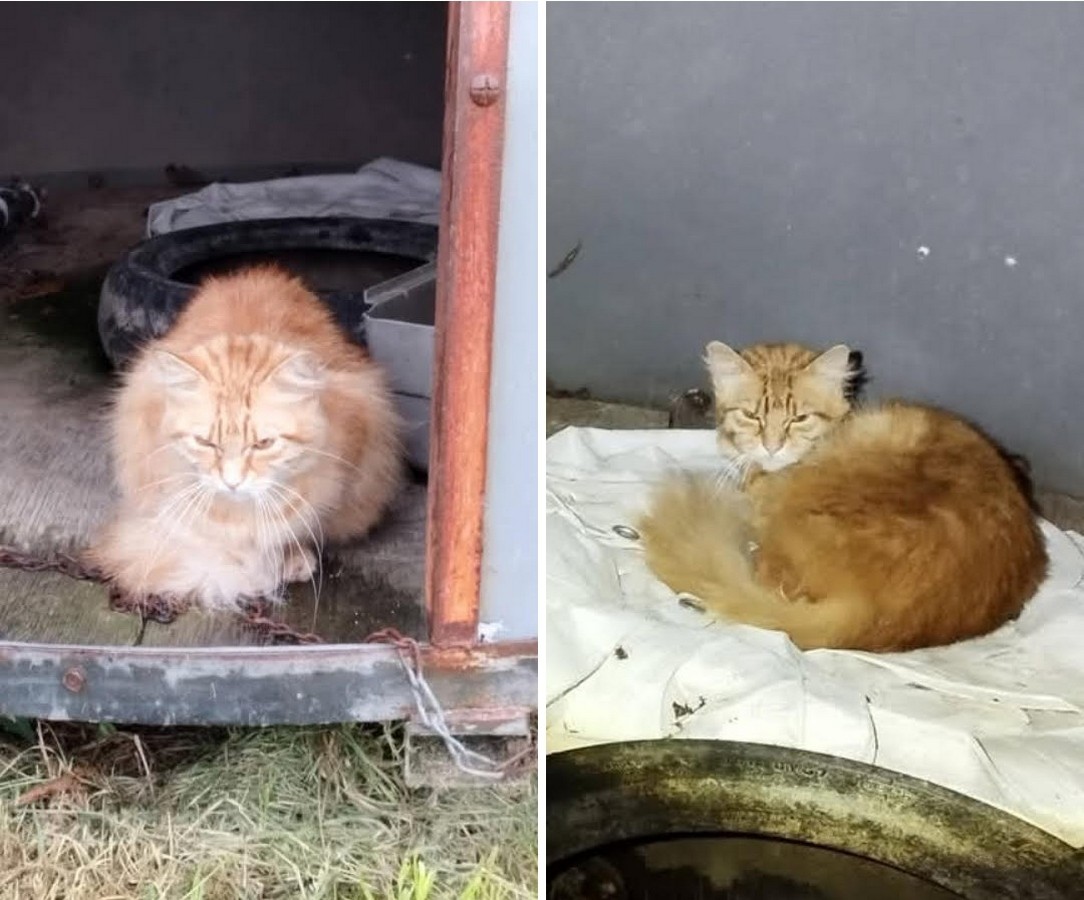 chat trouv juin 2026 Copier
